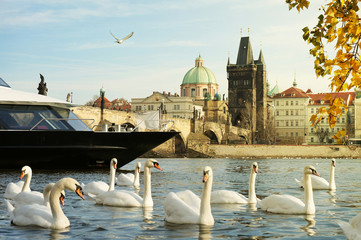 Cruise on Vltava River in Prague / A Cruise Boat Between a Herd of Swans and Charles Bridge in a Romantic Scenery on Vltava River in Prague