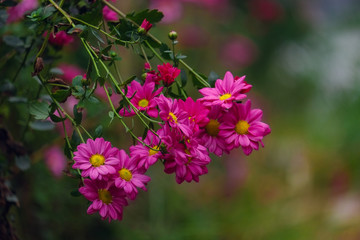 Beauty Daisies flower in garden 