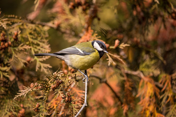 Great tit (Parus major) closeup on a Arborvitae tree branch on a bright sunny winter day.