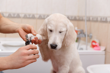 owner grooming his dog at home