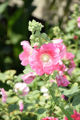 Hollyhock flower. Flower. Flower in the garden