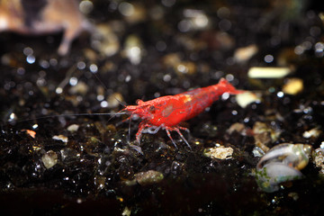 shrimp