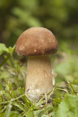 Mushroom in the forest