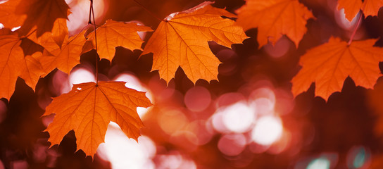 Fototapeta na wymiar maple leaf red autumn