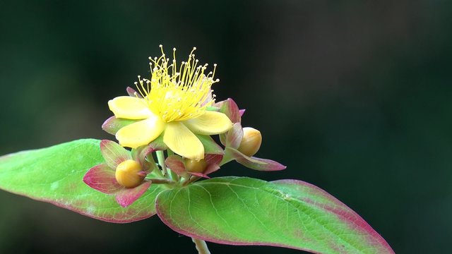 sweet amber in the nature 