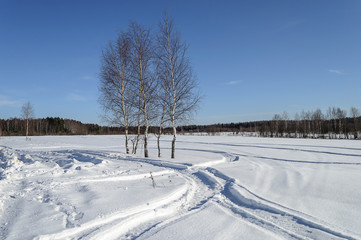Bare birch trees in snow field on the forest edge