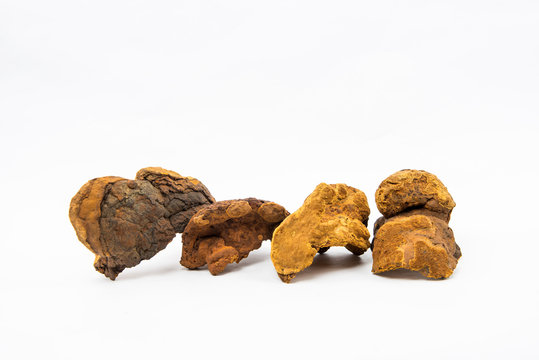 South Korea Phellinus, herbal medicine 
