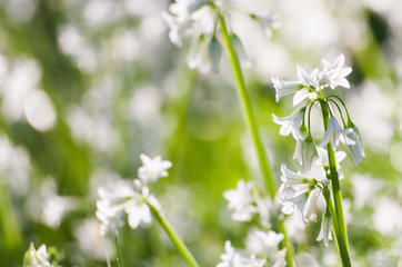 Masses of wild garlic flowers: urban wildflowers, 