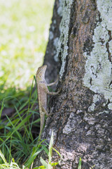 Obraz premium the lizard climbing to the tree in the garden