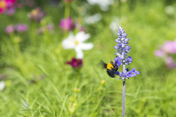 the wasp on  violet flower in the garden