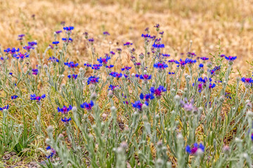 Fototapeta na wymiar Pasargad blue meadow flowers