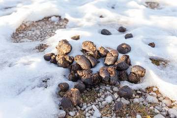 Escrementi di cavallo nella neve