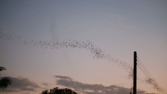 Bats flying