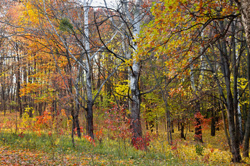 autumn landscape yellow trees in the deciduous forest