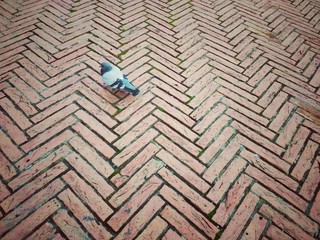 Piccione in Piazza del campo, Siena
