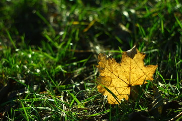 Yellow leaf lies in grass and is backlit by sunlight