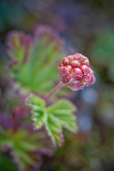 красная морошка шелковица