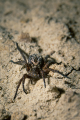 паук на песке