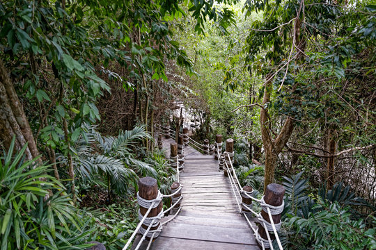 Fototapeta Pathway in the tropical forest
