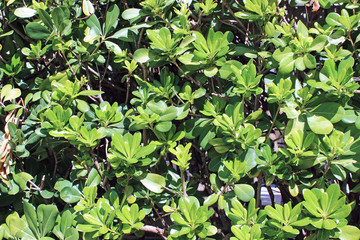 Background of green leaves Hedge