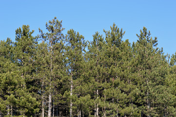 Pine forest background