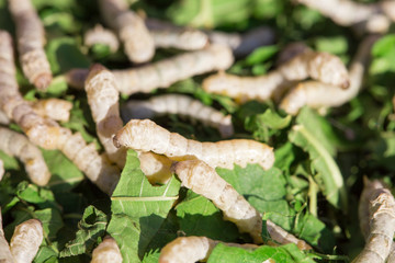 Silkworm eating mulberry green leaf