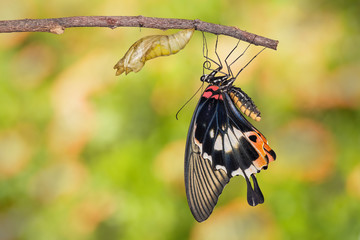Fototapeta premium Female yellow body Great mormon Butterfly emerged from cocoon