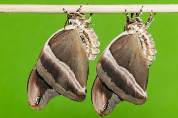 Eri silk moth ( samia cynthia ) after emerged from cocoon