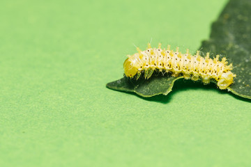 Caterpillar of eri silk moth on leaf