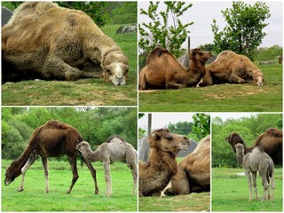 Obraz premium dromadaires