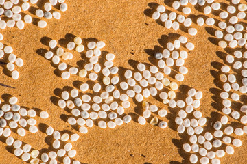 Butterfly eggs silkworm eggs