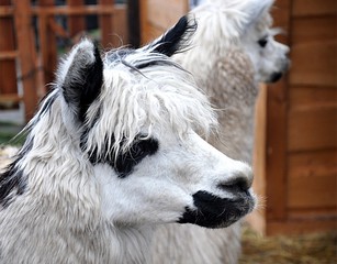 Animals - Lama