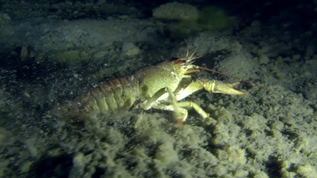 European crayfish crawling along the muddy bottom, then leaves the frame, medium shot.
