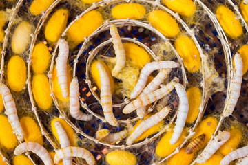 silkworm in yellow cocoon, , Life cycle of Silkworm.