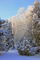 Snow-covered trees