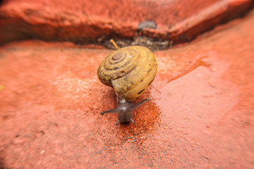 snail slow move on brick