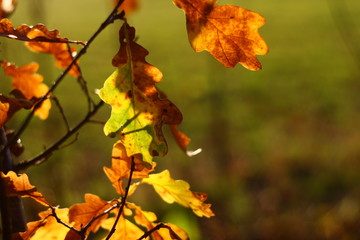 Leaf from oak tree
