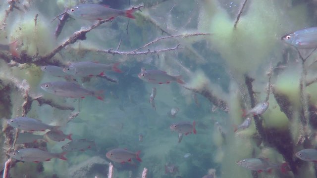 Common roach (Rutilus rutilus): a school of fish among underwater thickets.
