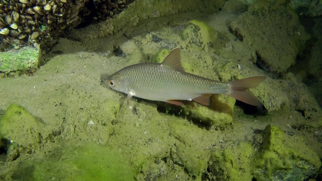 Rudd (Scardinius erythrophthalmus): standing on the background of stones, medium shot.
