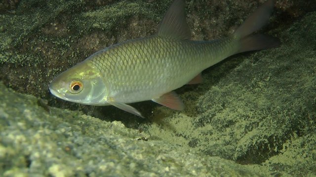Rudd (Scardinius erythrophthalmus): standing on the background of stones, close-up.
