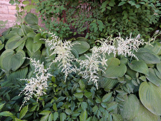 White apical inflorescence Astilbe, family saxifrage