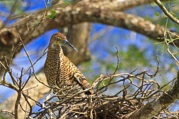 Tiger Heron in Nest