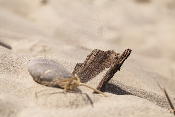 Skarby plaży © Rafal Kucharek