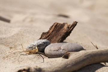 Skarby plaży