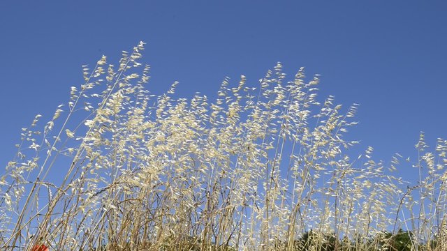 Erba bianca con vento e sole