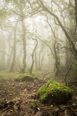 Foggy forest in Autumn in Tarifa, Cadiz, Spain. Morning Sun
