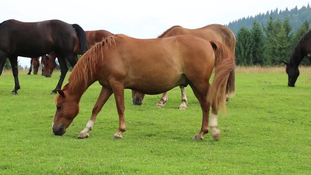 Beautiful horses on the green pasture