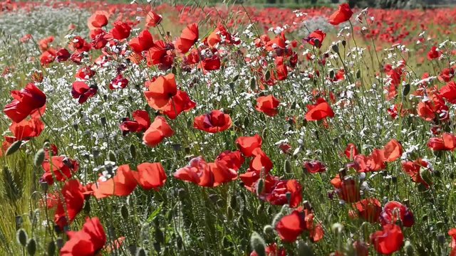 papaveri e fiori biachi