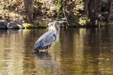 Blue Heron Stands in a Stream