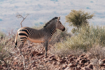 Fototapeta na wymiar Hartmann-Bergzebra; Etendeka; Namibia
